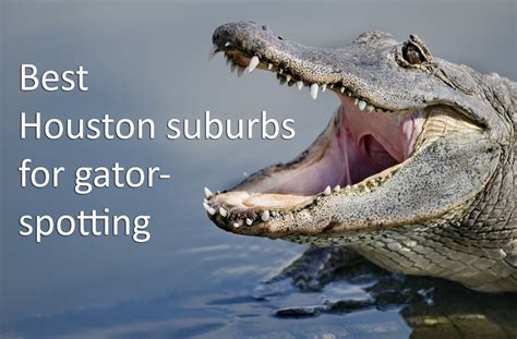 Kayaker paddles for his life as alligator chases him down in Alabama ...