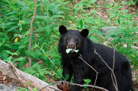 Shenandoah wildlife - TMBtent