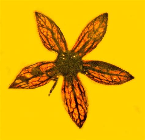 Prehistoric Flowers Perfectly Preserved in Myanmar Amber