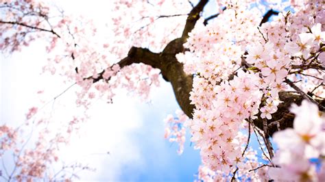 Spring Sakura Wallpaper