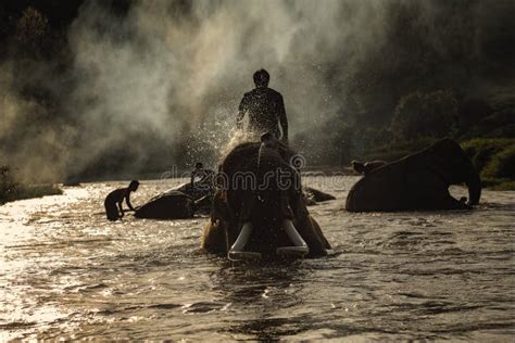 Elephant Bathing, Kerala, India Stock Image - Image of park, asian: 31669917