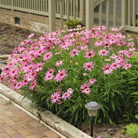 Public Domain Purple Coneflower (Echinacea) | Growing Wild Nursery