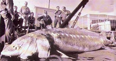 Big Fishes of the World: STURGEON BELUGA (Huso huso)