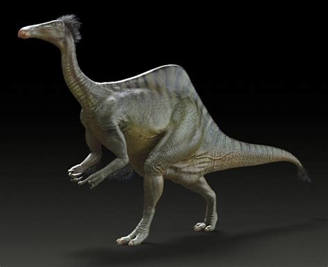 Deinocheirus Pictures & Facts - The Dinosaur Database