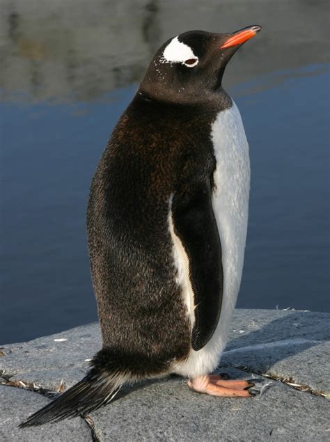 Wild Life Animal: Long Tailed Gentoo Penguin Animal