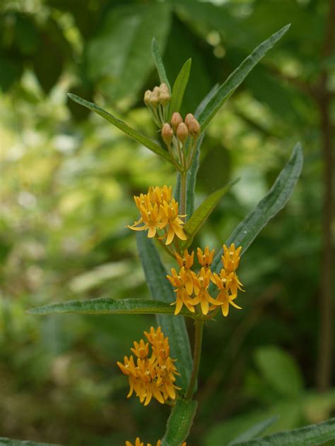 Butterfly weed | Identify that Plant