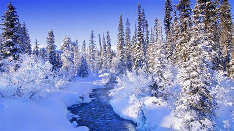 Snowy Forest Wallpaper (70+ pictures)