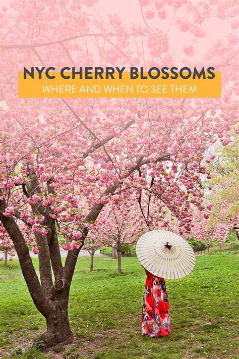 Best Places to See Cherry Blossoms in NYC