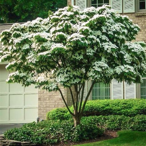 White Kousa Dogwood Tree | Stunning White Blooms — PlantingTree