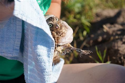 Banding baby burrowing owls 'the best day of the year' — though fate of ...