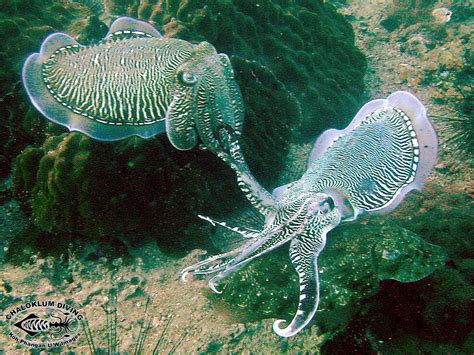 Reef Cuttlefish mating behaviour - Chaloklum Diving - Koh Phangan