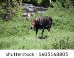 Deer Eating Grass at Rocky Mountains National Park, Colorado image - Free stock photo - Public ...