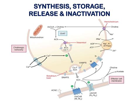 Drugs Affecting the Autonomic Nervous System - ppt download