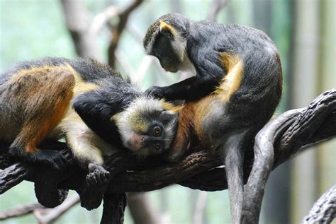 Monkeys Grooming Each Other (with Pictures!) - A-Z Animals