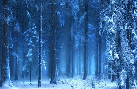 Mystic Blue, forest, snow, bonito, Switzerland, trees, fog, winter ...