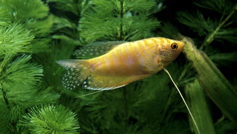 Gold Gourami Care Guide 101: Appearance & All |Updated| 2024