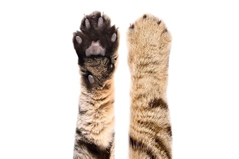 Cat Paw Anatomy, Facts, Care Guide, Pictures, FAQs & More