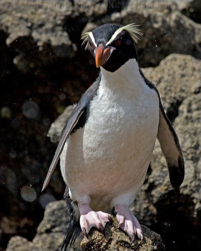 Snares Penguin photo image 4 of 15 by Ian Montgomery at birdway.com.au