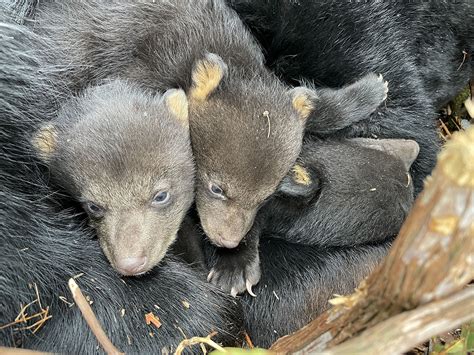 3-black-bear-cubs-march-photo-by-emily-carrollo-pa-game-1200px - BearWise