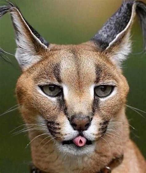 Is it Legal to have a Caracal Cat as a Pet? - Catman