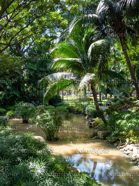 Image Istana Park, Singapore - 411093 - Images of Plants and Gardens - botanikfoto