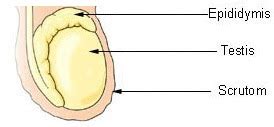 Macroorchidism - Pictures, Testes Size, Symptoms, Causes, Treatment - Health Care Tips and ...