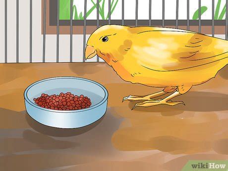 How to Breed Canaries: 10 Steps (with Pictures) - wikiHow