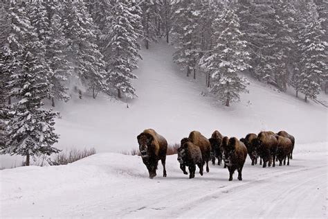 Bison In Winter by DBushue Photography | Yellowstone national park ...