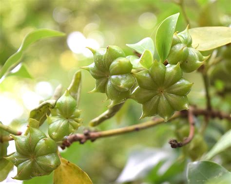 Star Anise Plant