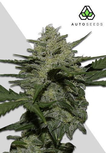 Girl Scout Cookies Autoflower Seeds | Auto Seeds