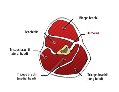 Sciences of Sport | Follow up your progress using a technique to measure the muscle cross ...