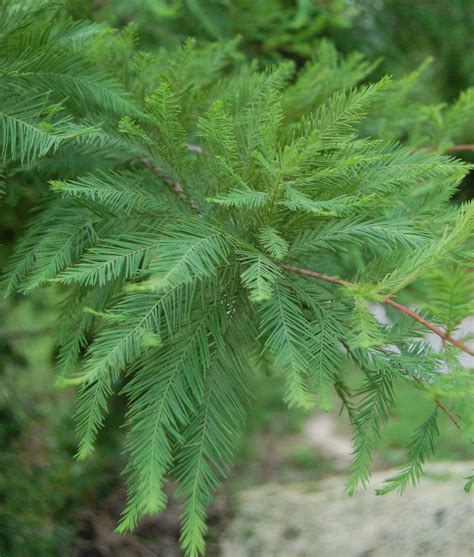 Shawnee Brave Bald Cypress | Blog » Rutgers Landscape & Nursery