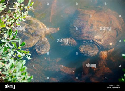 Snapping turtle habitat picture hi-res stock photography and images - Alamy