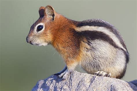 Squirrel species of lesser concern - Ground Squirrel BMPs