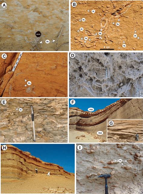 Selected photographs showing the ichnological/sedimentological ...