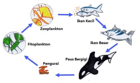 Pengertian Contoh Rantai Makanan Dan Jaringan Makanan - Riset