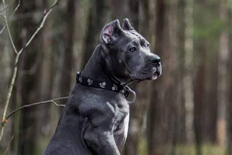 Tough Dog Names - Great Male & Female Names for Strong Dogs