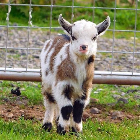 Pygmy Goats Available Now - Wynnes of Dinmore