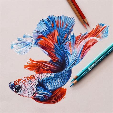 Colored Fish Drawing