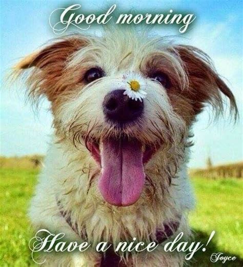 Happy Dog Good Morning Pictures, Photos, and Images for Facebook, Tumblr, Pinterest, a… | Funny ...