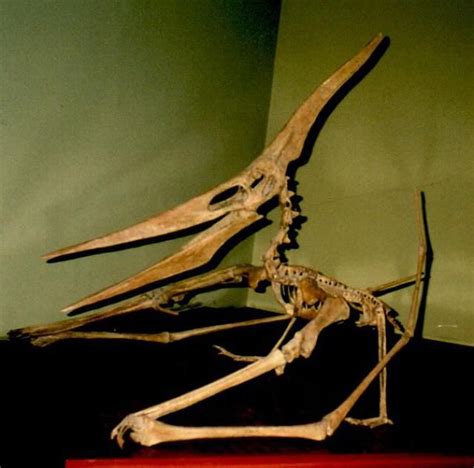 10 Fascinating Pterodactyl Facts That Might Blow You Away | Dinosaur ...