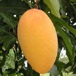 Mangga – MACUHA.COM