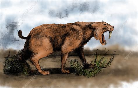 Saber-Toothed Cat - Stock Image - C004/8083 - Science Photo Library