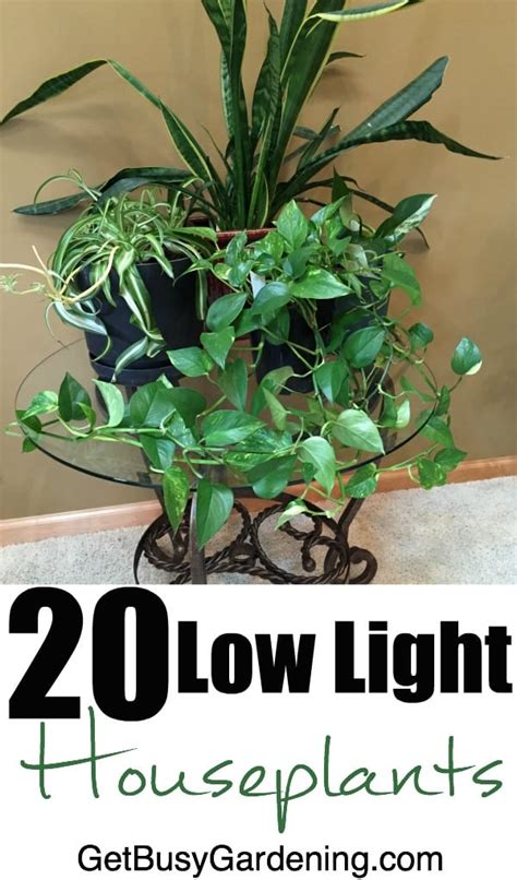 20 Low Light Houseplants (that are also easy to grow!)