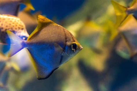 19 Best Fish Species for Brackish Water Aquariums • (Care Tips)