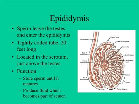 PPT - Reproductive System PowerPoint Presentation - ID:721337