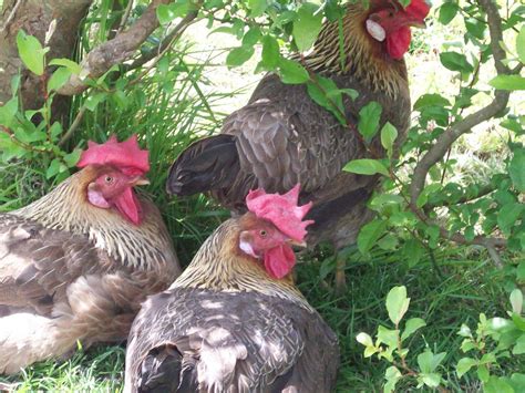Free Range Chickens Free Stock Photo - Public Domain Pictures