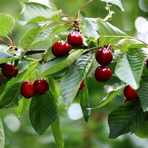 Fruit Trees | The Walnut Tree Co.