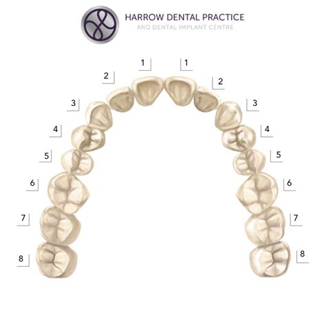 Teeth Names and the Tooth Numbering System - Harrow Dental Practice Blog