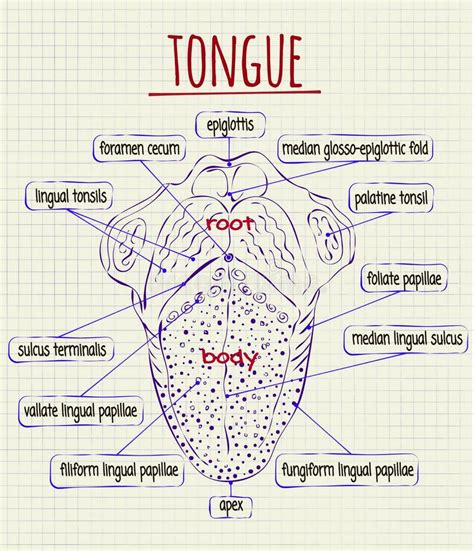 Diagramma Dell'anatomia Della Lingua Umana Illustrazione Vettoriale - Immagine: 59297591